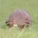 Wildcrete Cane Toad